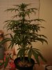 Oct 14 1Kush death.jpg