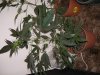 DSCF0123.jpg
