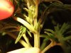 ophilia - male? #1.jpg