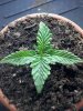 NYC Diesel at 2 weeks.JPG