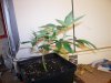 10-3-07 LST.jpg