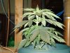 DSC00491.JPG