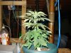 DSC00495.JPG