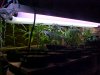 Clones 12-14.JPG