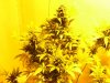 weed plus other 229.jpg