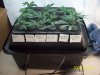 Grow#2_1_19_09 009.jpg