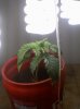 plant.jpg