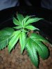 budnuggs 031.JPG budnuggs 031.JPG