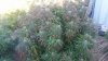 20150918_074558.jpg 20150918_074558.jpg