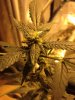 Grape Kush Clone.JPG