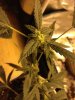 Greencrack Clone.JPG