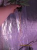 IMG_0252.JPG