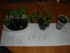 DSC01270.jpg