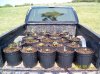 Heading to Summer Camp-Pea Patch.jpg