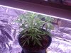 Baby Girl 1-15 001.jpg