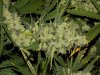 cheese[oxodus] x blues[livers] 009.JPG