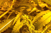 download (1).png