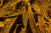 download (3).png