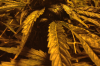 download (4).png