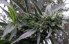 afghan black domina 2.jpg