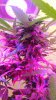 Bud1 of last plant.jpg