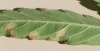 LeafReverse-.jpg LeafReverse-.jpg