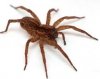 woodspider.jpg