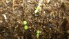 new growth in outdoor planting site 003.JPG