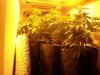 growbox d.jpg