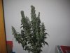 Plant 1.jpg
