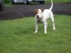Lucy our Pit.jpg