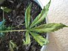 plant 006.jpg