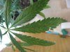 plant 008.jpg