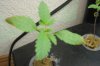 DSC03031.jpg