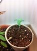 4-NLs-seedling-2015-10-13.JPG