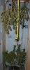 Harvest-Day57-1.JPG