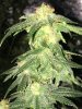 papaya2.jpg papaya2.jpg