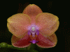 orchid.gif