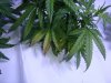 DSC01680.jpg