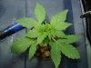 DSC02845.jpg