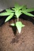 PLANTT.JPG