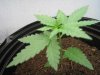 Plant2.jpg