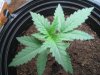 Plant3.jpg