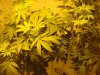 303976d1232654937-first-time-gowing-grow-tent-dsc02431.jpg