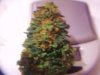 bam buds 008.jpg