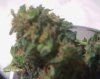 bam buds 009.jpg