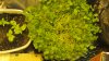 halloween plants 009.JPG