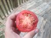 missisppi tomatoe.jpg