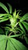 Pistils closeup.jpg