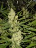 blue's [livers] x exodus cheese clone only 009.JPG